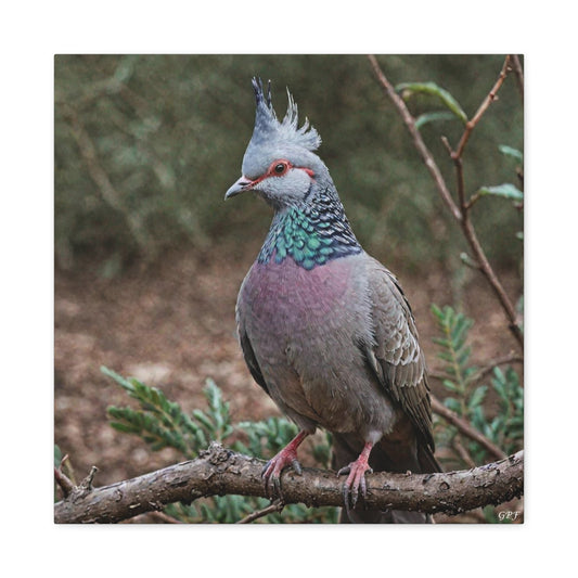 Crested Pigeon (0090)