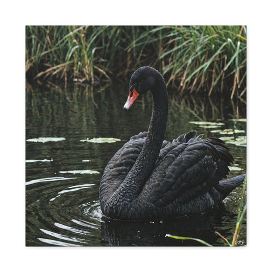 Black Swan (0087)