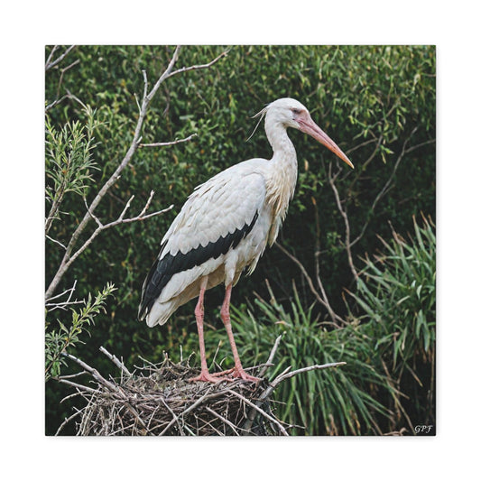 White Stork (0159)