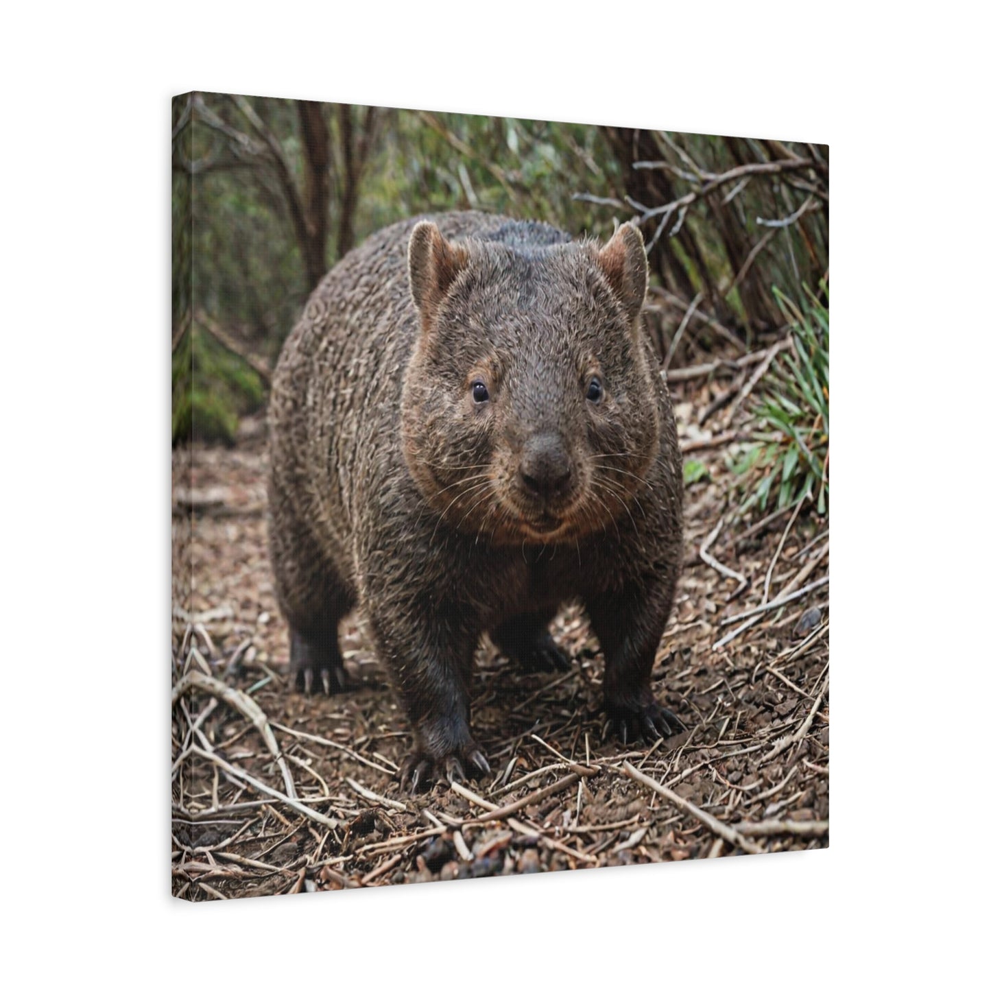 Wombat (39)