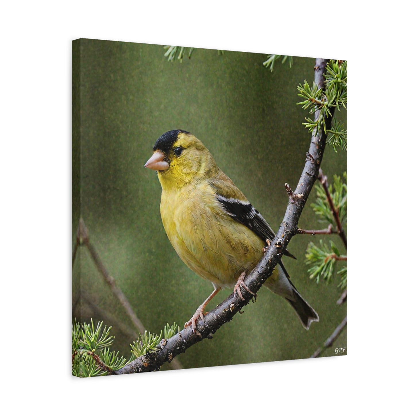 American Goldfinch (0162)