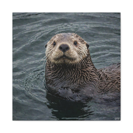 Sea Otter (078)