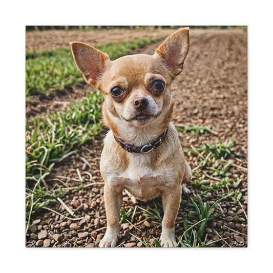 Chihuahua (041)