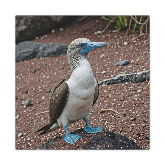 Blue-footed Booby (0207)