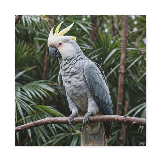 Palm Cockatoo (0105)