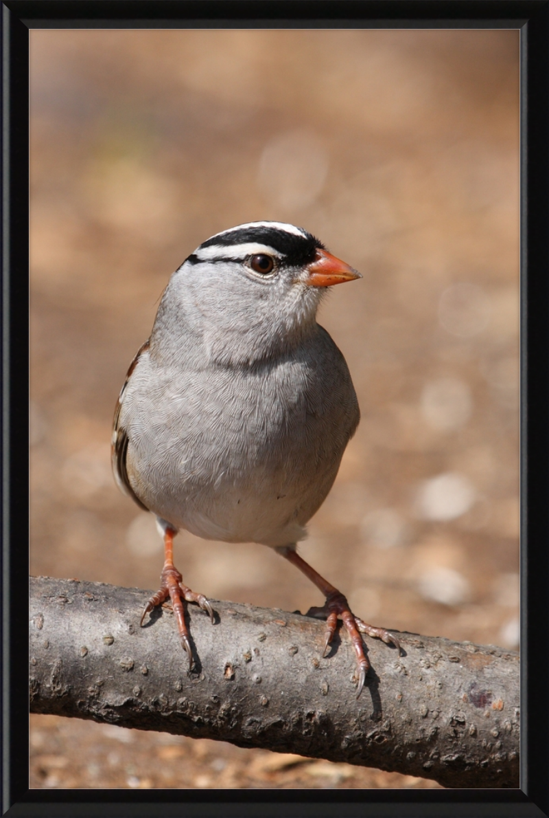 White-crowned Sparrow (Zonotrichia leucophrys) - Great Pictures Framed