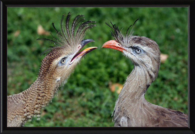 The Red-legged Seriema of Vienna - Great Pictures Framed