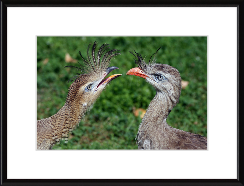 The Red-legged Seriema of Vienna - Great Pictures Framed