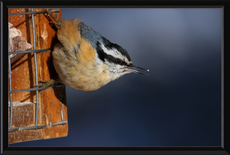 Sitta Canadensis - Great Pictures Framed