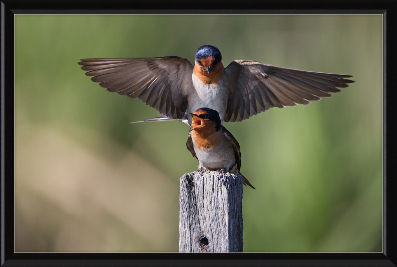 Hirundo neoxena - Gould's Lagoon - Great Pictures Framed