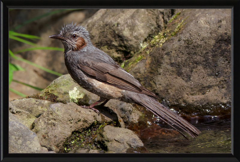 The Brown-Eared Bulbul After Playing with Water - Great Pictures Framed