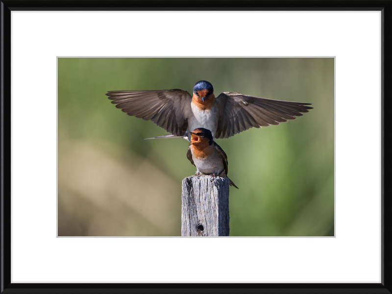 Hirundo neoxena - Gould's Lagoon - Great Pictures Framed