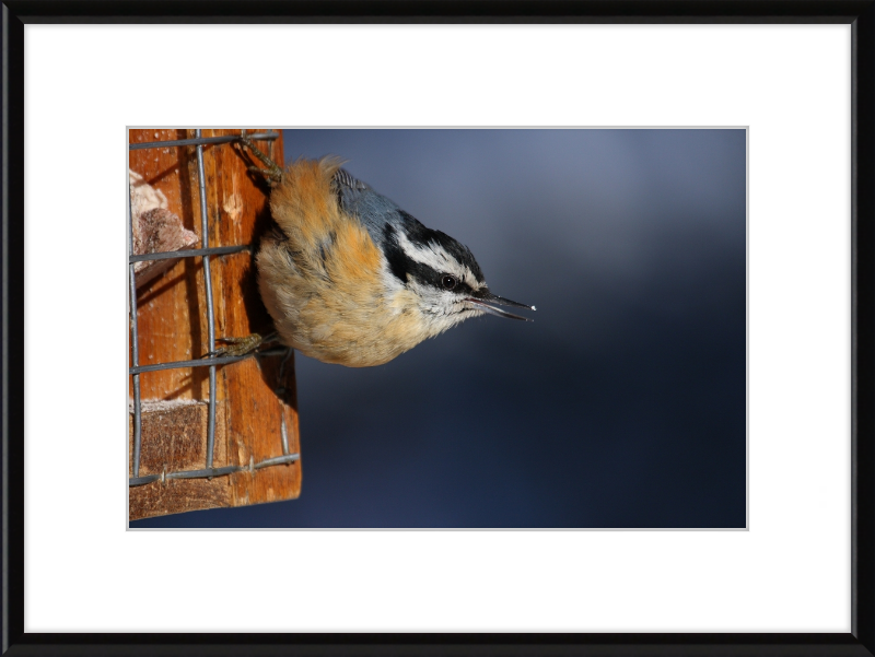 Sitta Canadensis - Great Pictures Framed