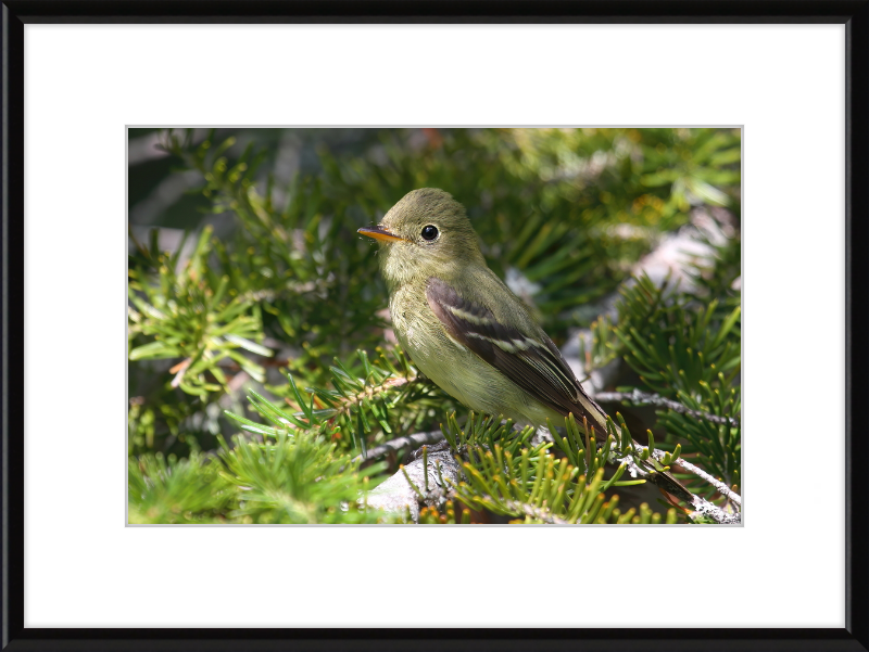Empidonax Flaviventris - Great Pictures Framed