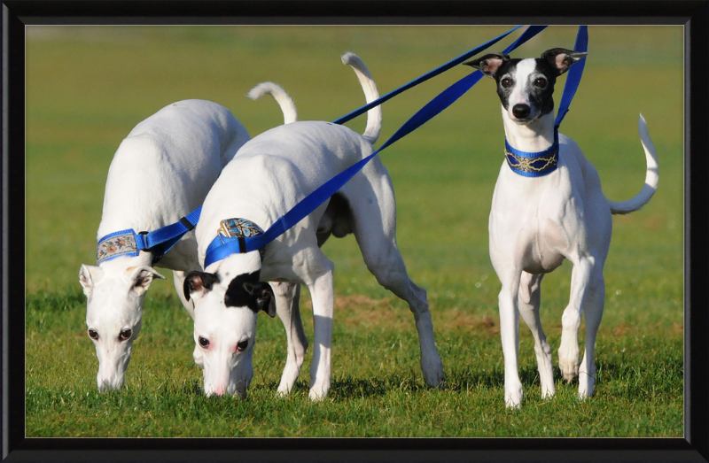 Fireworks Whippets - Great Pictures Framed