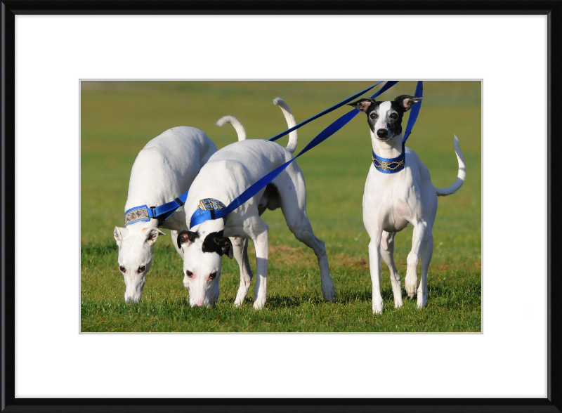 Fireworks Whippets - Great Pictures Framed