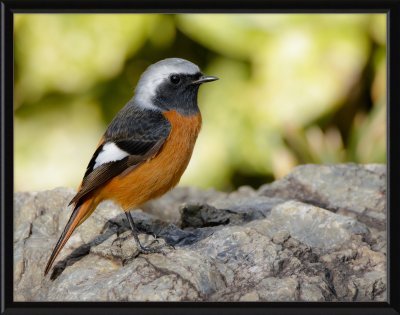 Daurian Redstart - Great Pictures Framed