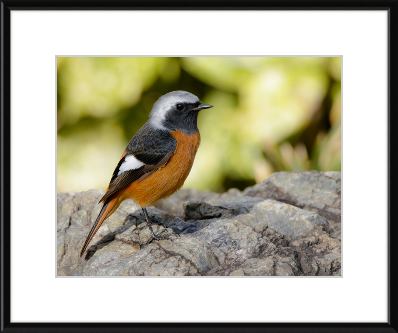 Daurian Redstart - Great Pictures Framed