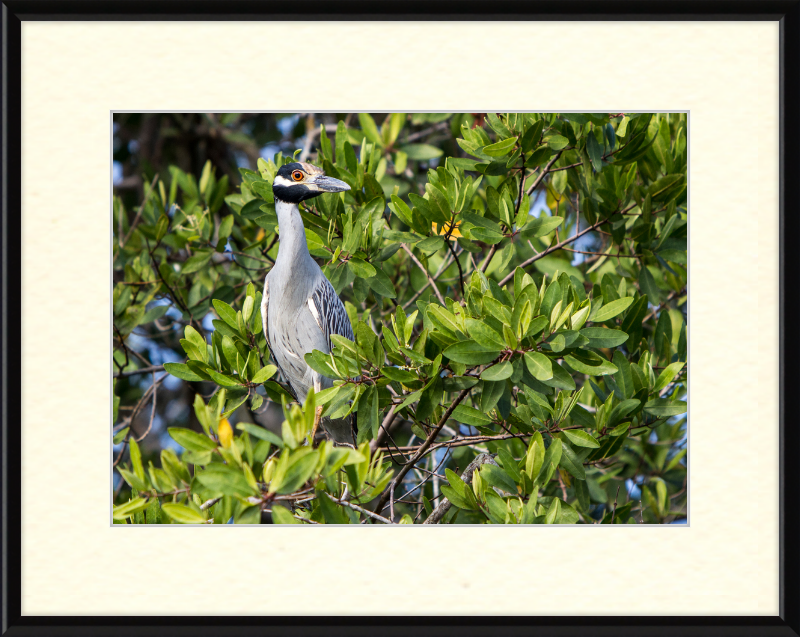 Yellow Crowned Night Heron in la Manzanilla Mexico - Great Pictures Framed
