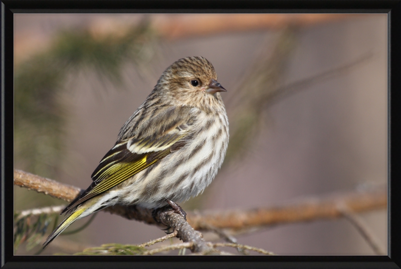 Grey-Brown Pine Siskin - Great Pictures Framed