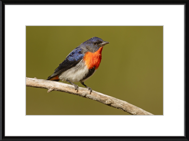 Mistletoebird - Round Hill Nature Reserve - Great Pictures Framed