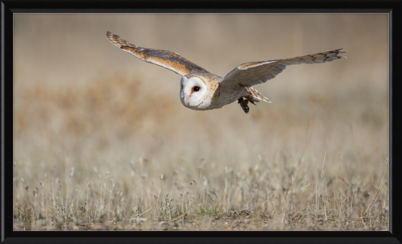 A Barn Owl in Flight - Great Pictures Framed