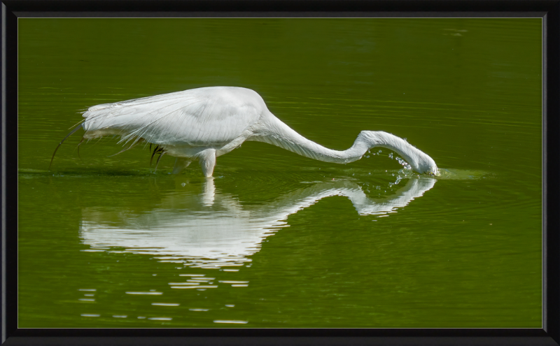 Great Egret - Great Pictures Framed