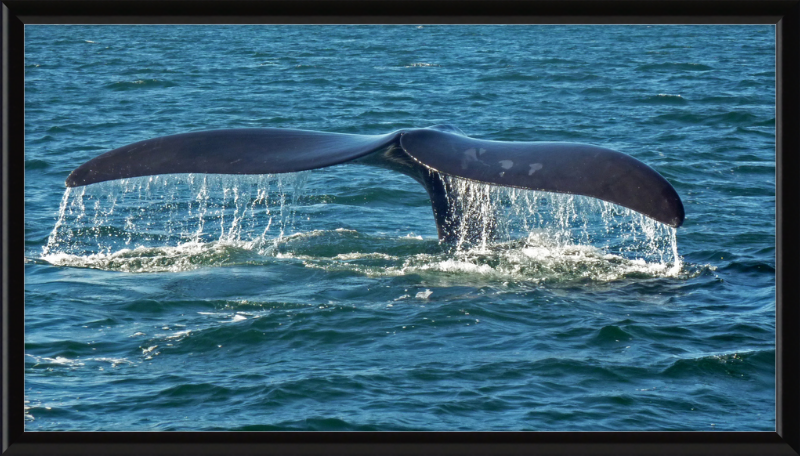 Southern Right Whale Caudal Fin - Great Pictures Framed