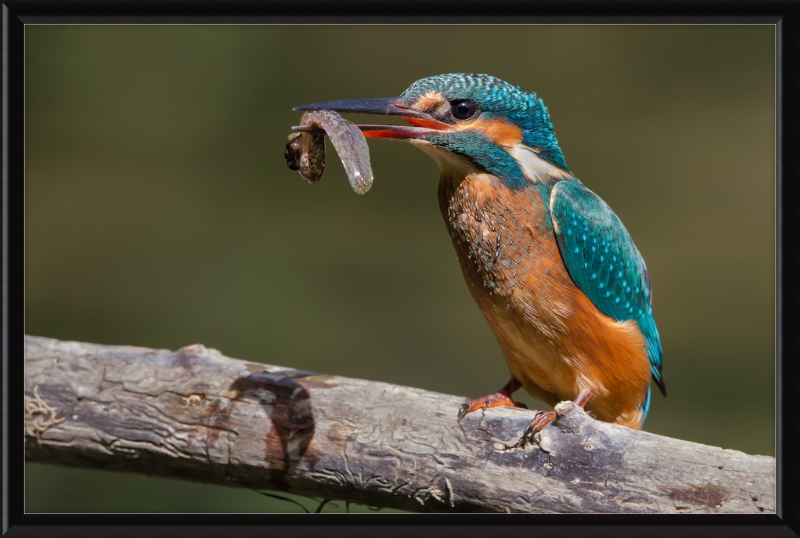 Kingfisher Eating a Tadpole - Great Pictures Framed