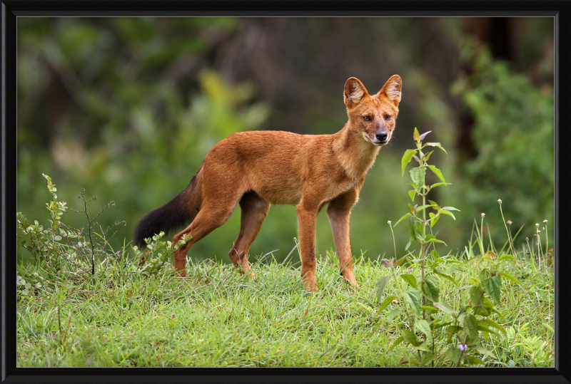 Asiatic Wild Dog - Great Pictures Framed