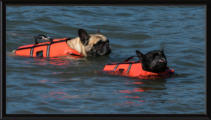 Two French Bulldogs Swimming in Life Jackets - Great Pictures Framed