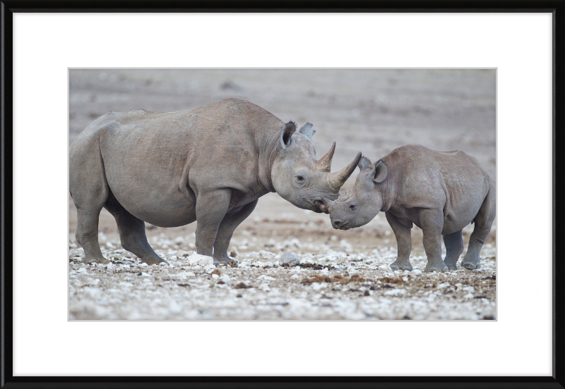 Two Rhinos - Great Pictures Framed