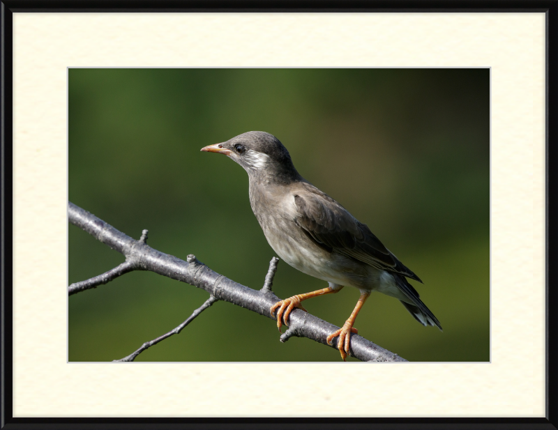 White-cheeked Starling at Tennoji Park in Osaka - Great Pictures Framed