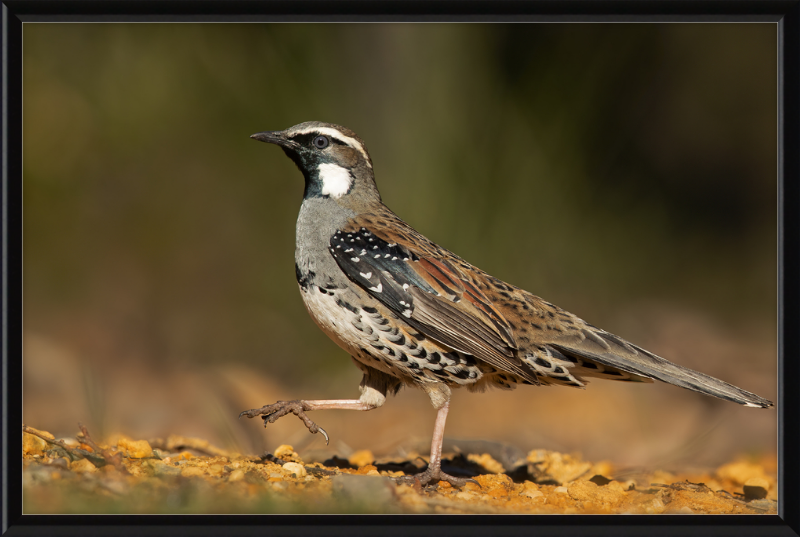 Spotted Quail-thrush Male - Blackheath - Great Pictures Framed