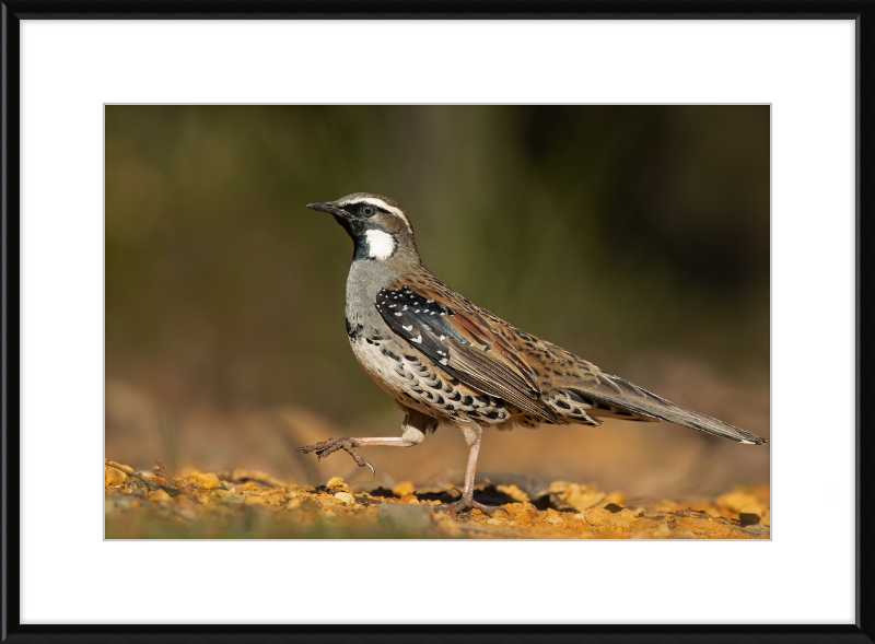 Spotted Quail-thrush Male - Blackheath - Great Pictures Framed