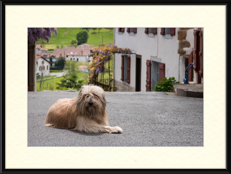 Sara - A Sheepdog - Great Pictures Framed
