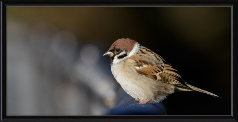 Eurasian Tree Sparrow at Tennajji Park in Osaka - Great Pictures Framed