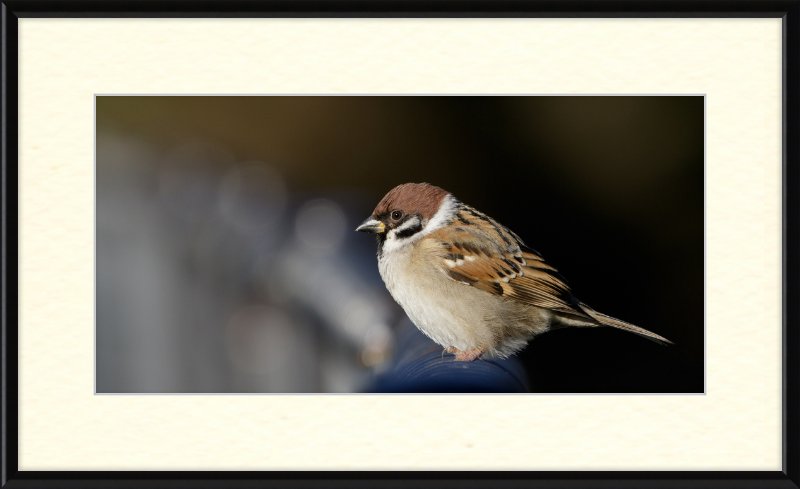 Eurasian Tree Sparrow at Tennajji Park in Osaka - Great Pictures Framed