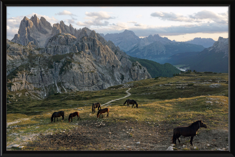 Parco Naturale Tre Cime with Horses - Great Pictures Framed