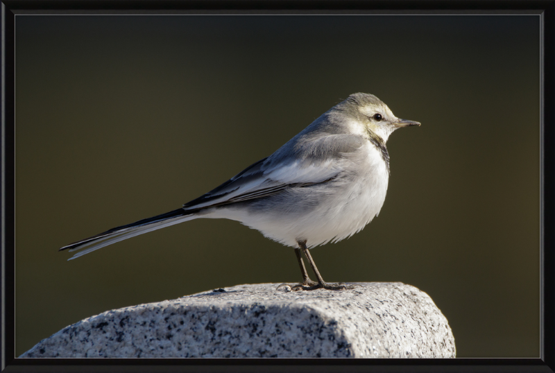 Japanese Pied Wagtail in Sakai, Osaka - Great Pictures Framed