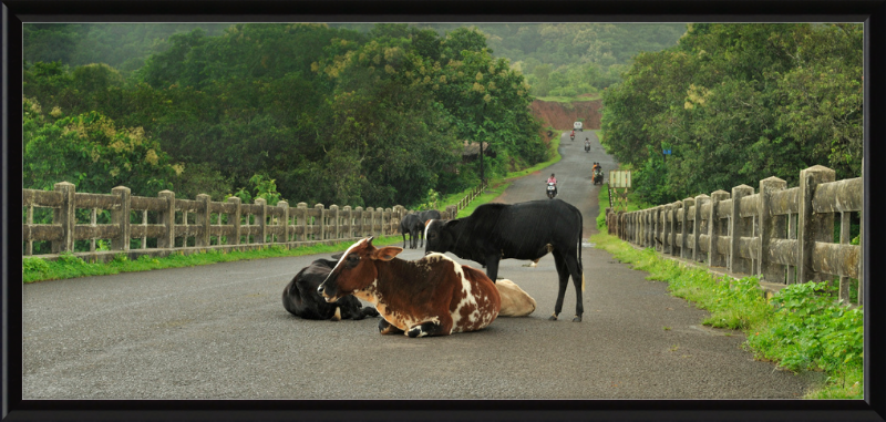 Cows on the Anjarle Bridge - Great Pictures Framed