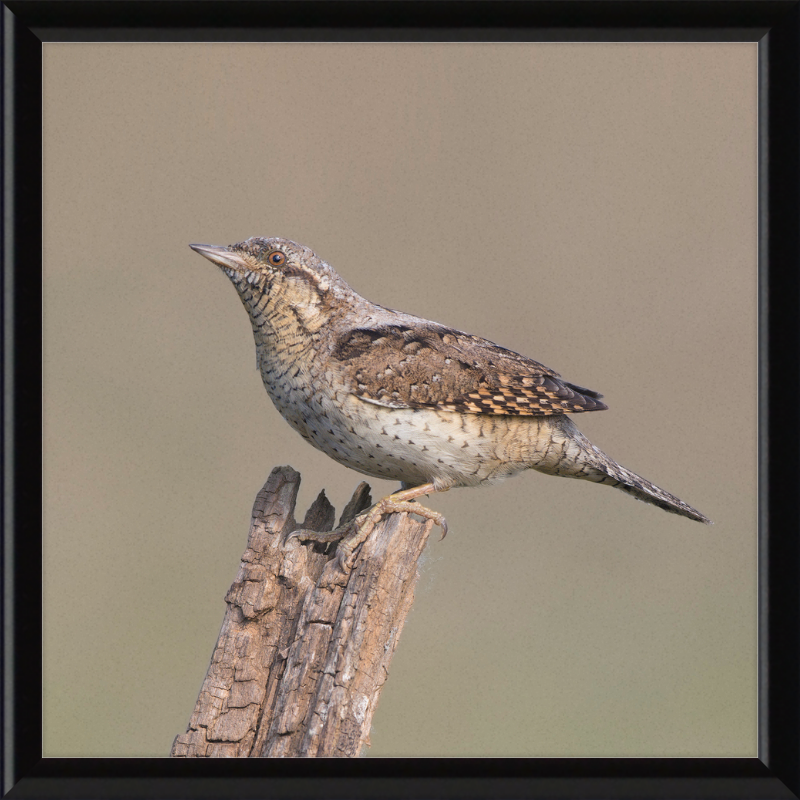 Wryneck - Great Pictures Framed