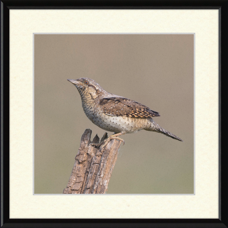 Wryneck - Great Pictures Framed