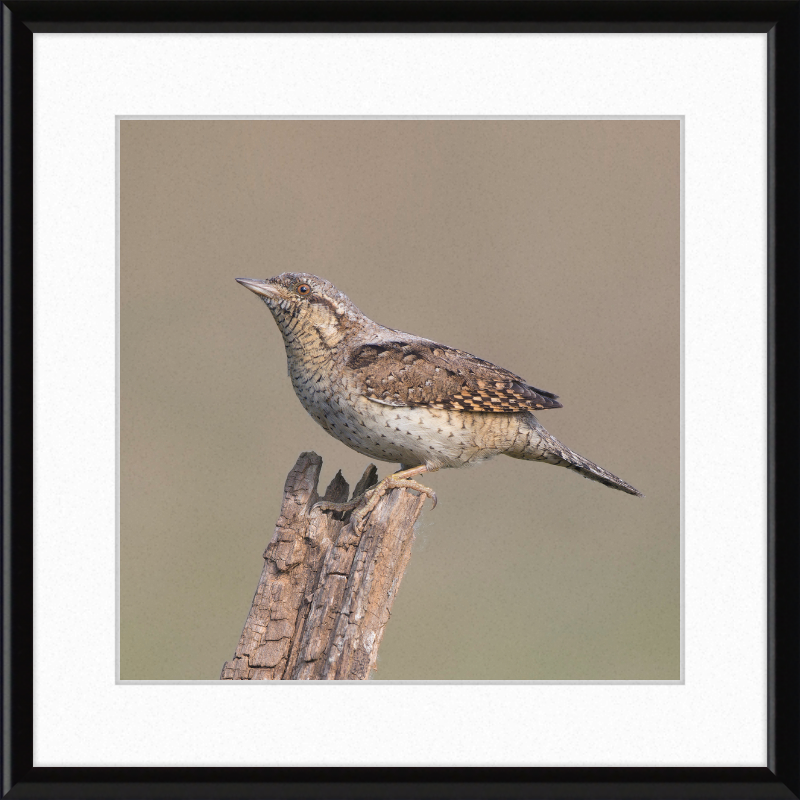 Wryneck - Great Pictures Framed