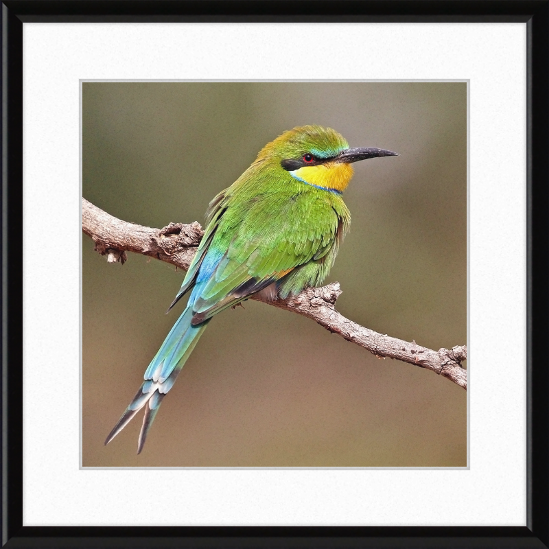 Swallow-tailed Bee-eater - Great Pictures Framed