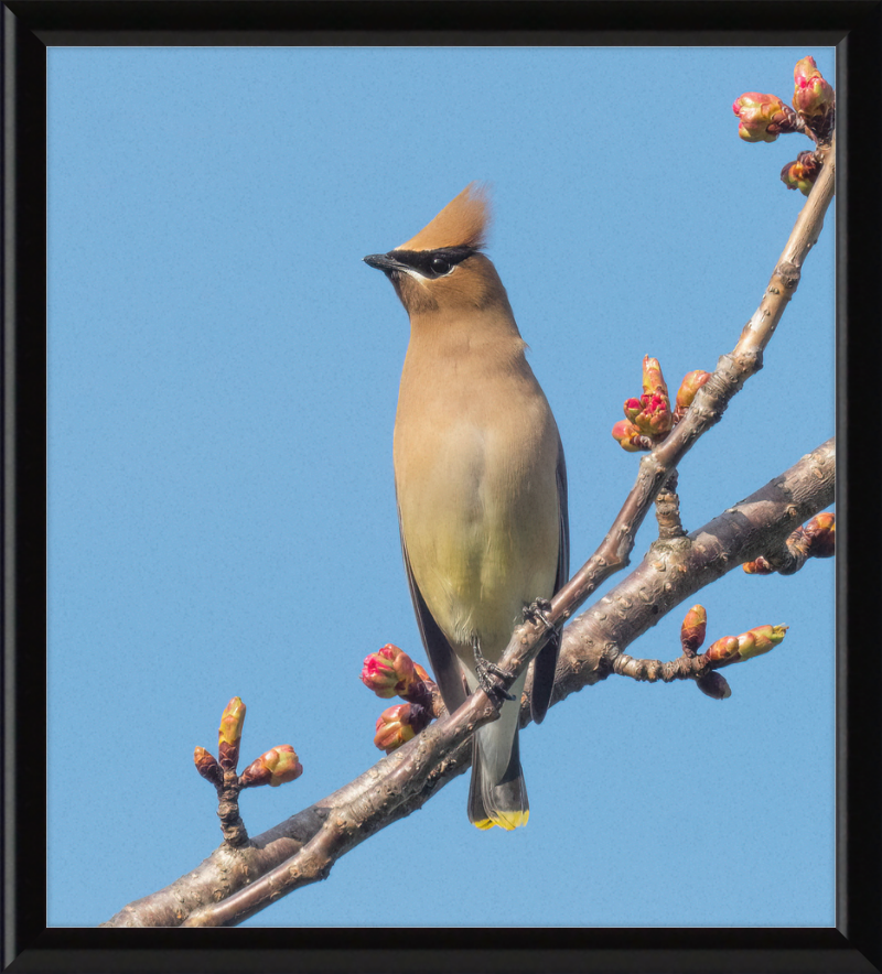 Cedar Waxwing in Green-Wood Cemetary - Great Pictures Framed