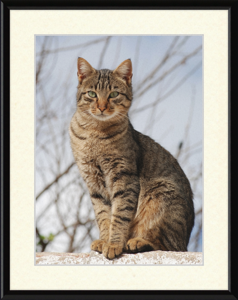 American Shorthair Mix - Great Pictures Framed