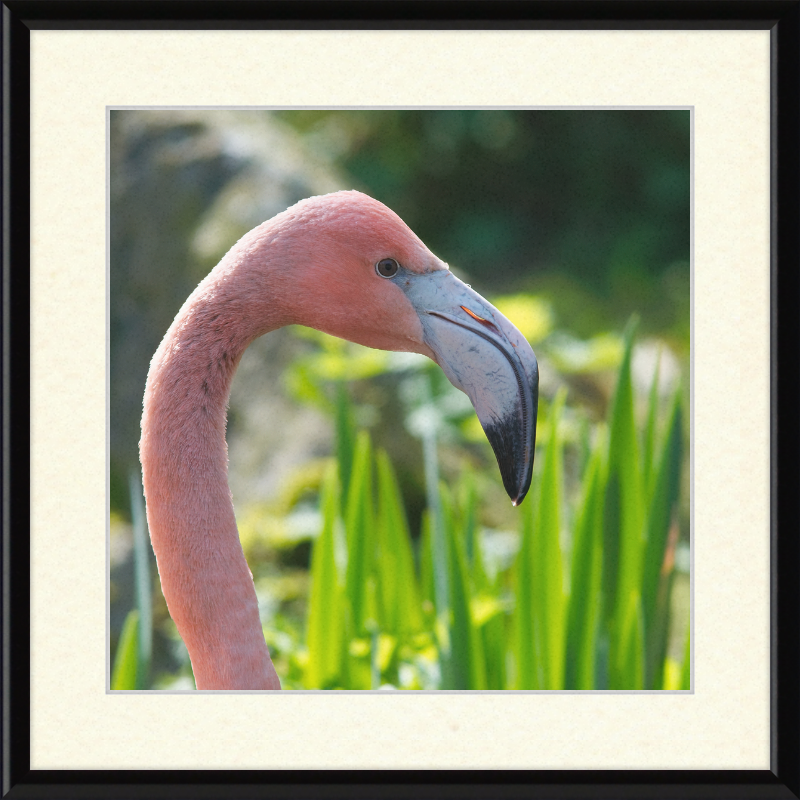 Phoenicopterus Roseus - Great Pictures Framed