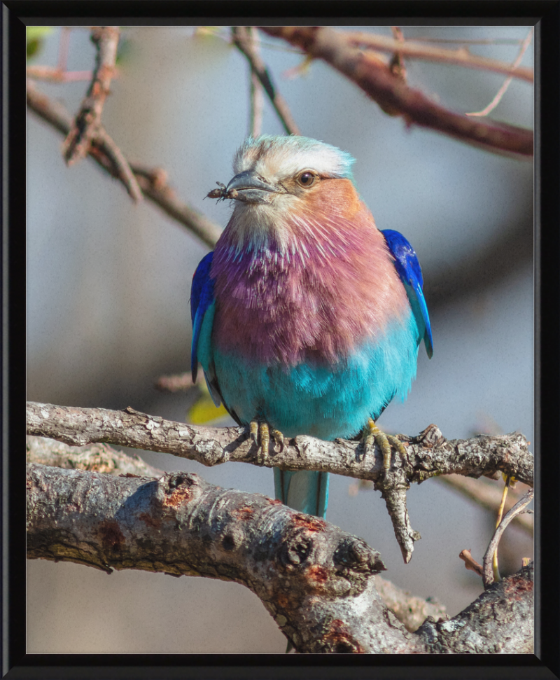 A Lilac-Breasted Roller - Great Pictures Framed