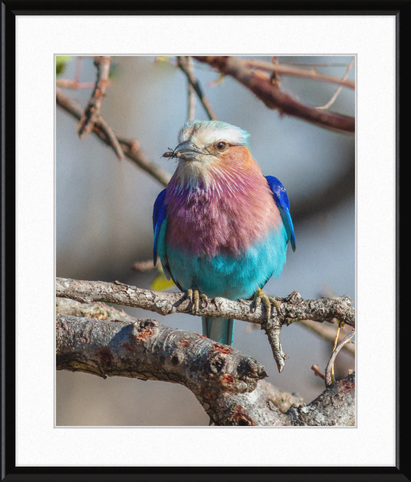 A Lilac-Breasted Roller - Great Pictures Framed